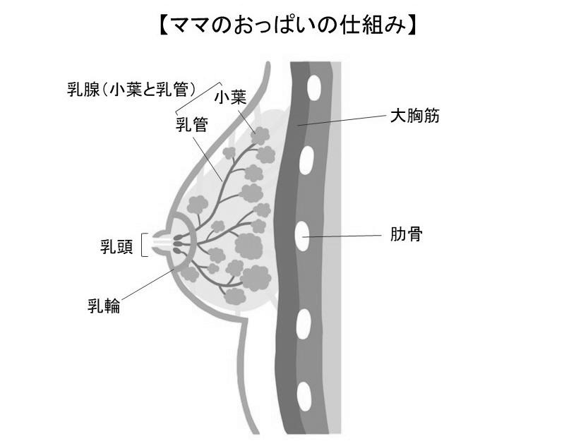 授乳中の胸が張る！どうやってマッサージしたらいい？